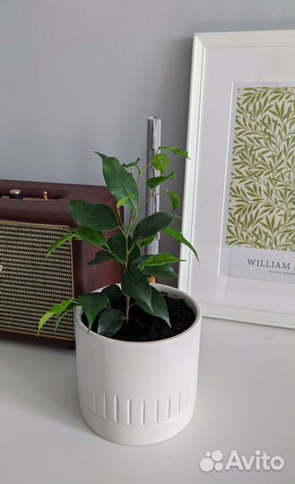 Распродаю цветы в горшках