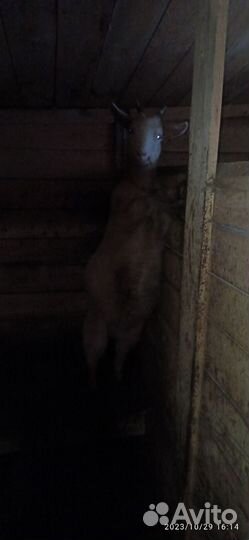 Молодые козочки