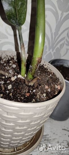 Замиакулькас блэк