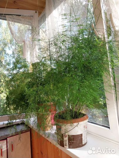 Аспарагусы