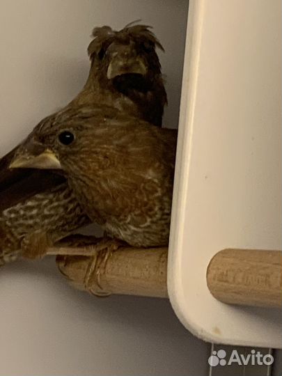 Японские амадины