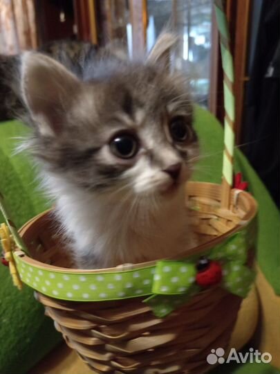 Котята в добрые руки бесплатно