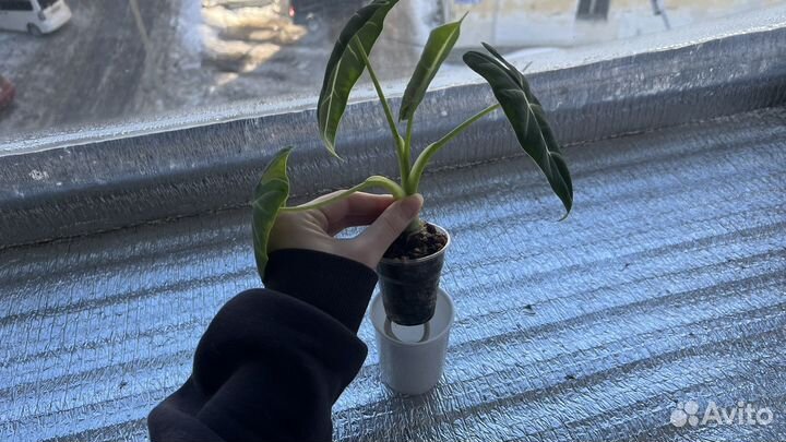 Алоказия Мишольца