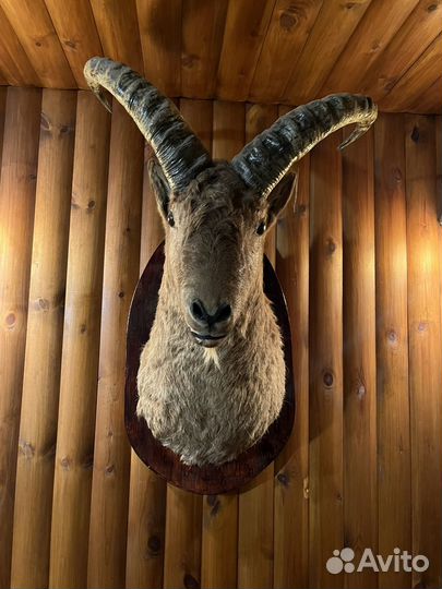 Чучела животных, шкуры волка, лисы