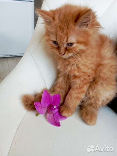 Кошка в дар бесплатно