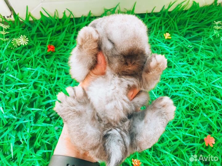 Карликовый кролик мини - редкий