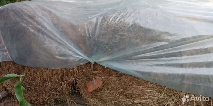 Продам сено в рулонах