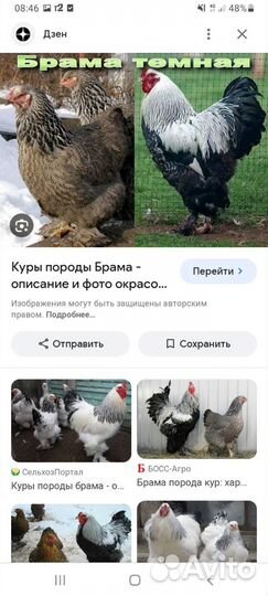 Цыплята брама,чистопородные