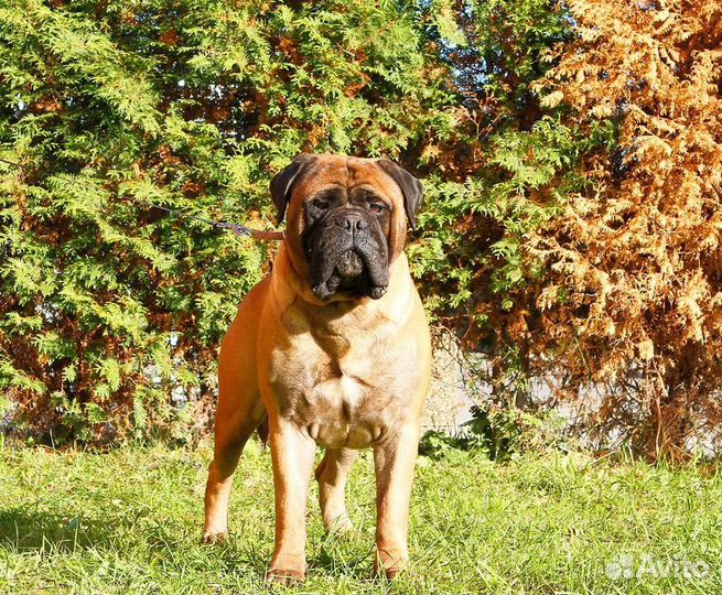 Бульмастиф