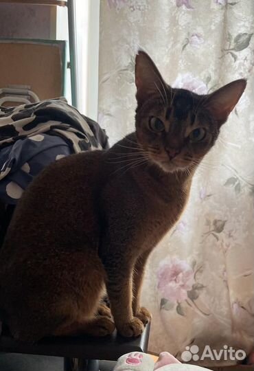 Породистые кошки в добрые руки