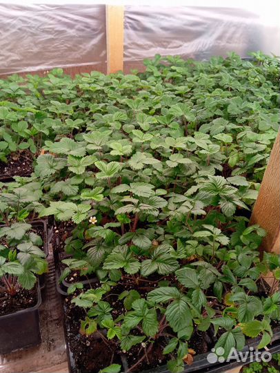 Саженцы земляники