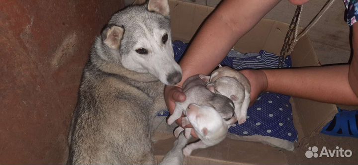 Метис лайки