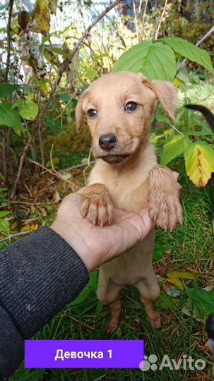 Щенки лайки