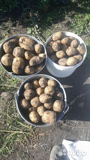 Домашний картофель