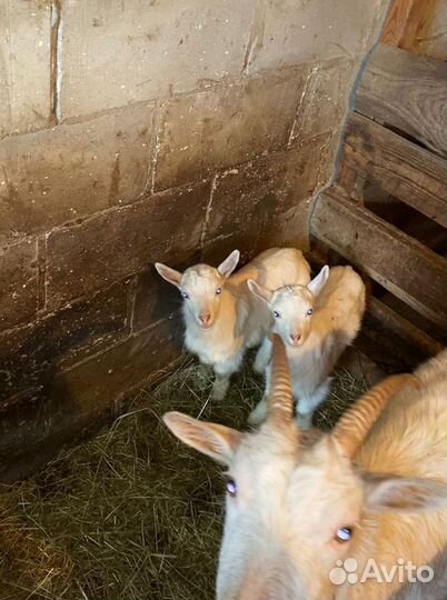 Козлята