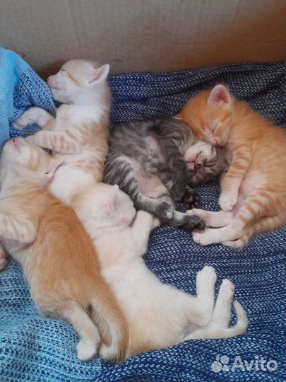 Котята в добрые руки