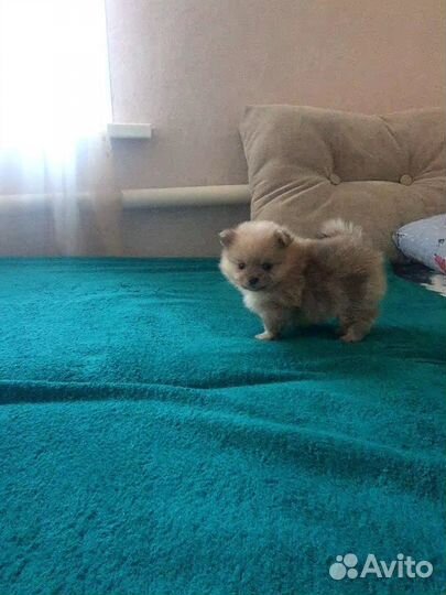 Щенки шпица