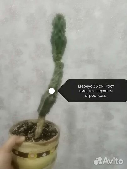 Кактусы