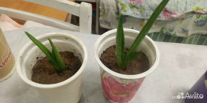 Кактусы и суккуленты