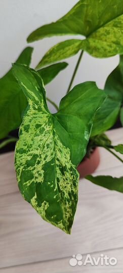 Сингониум моттлед мохито