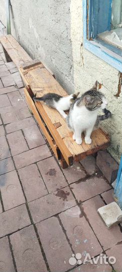 Кошки в добрые руки бесплатно