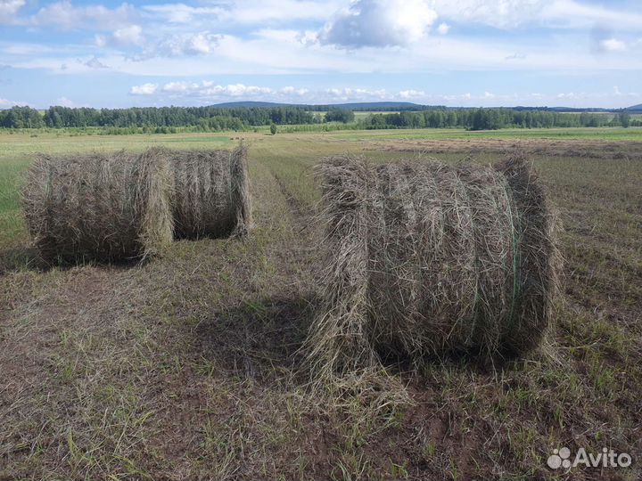 Сено в рулонах 2023