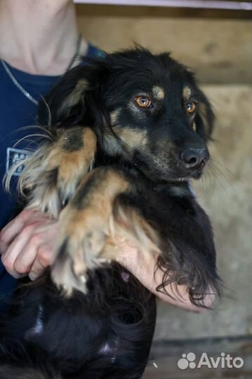 Фифа красотка, но это не помогло и она в приюте