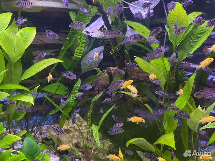 Цихлида чернополосая и лабидохромис еллоу