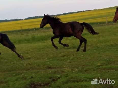 Лошади жеребец