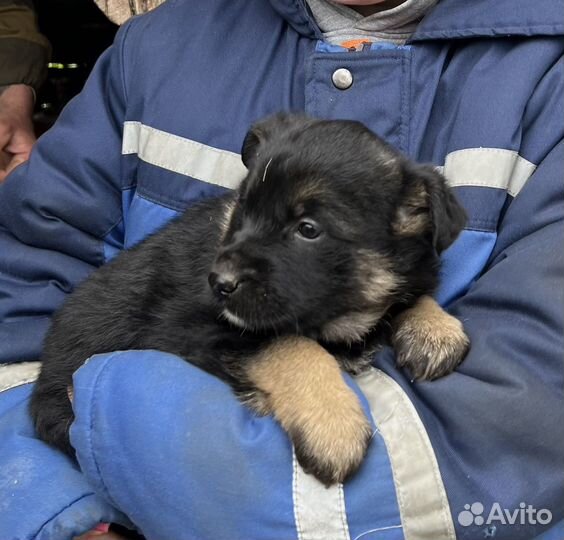 Щенки дворняги