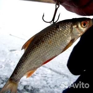 Продается живец