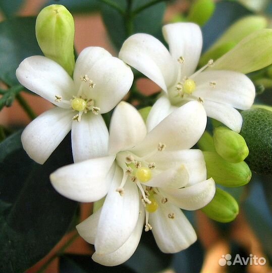 Мурайя метельчатая