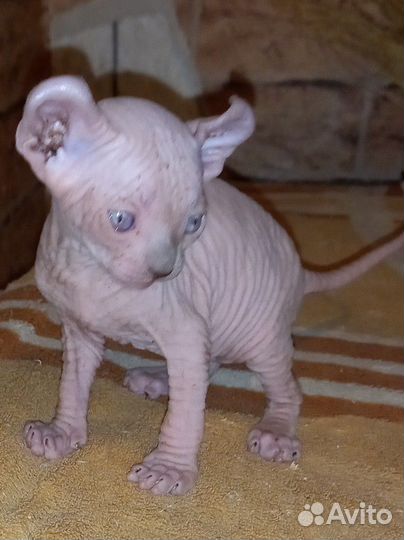 Канадский сфинкс эльф