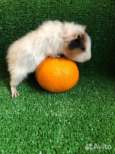 Морские свинки. Малыши. Мальчики. 1-2 мес