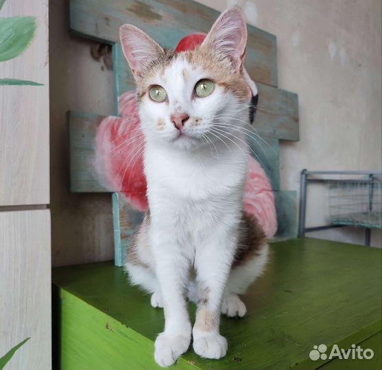 Кошка в дар