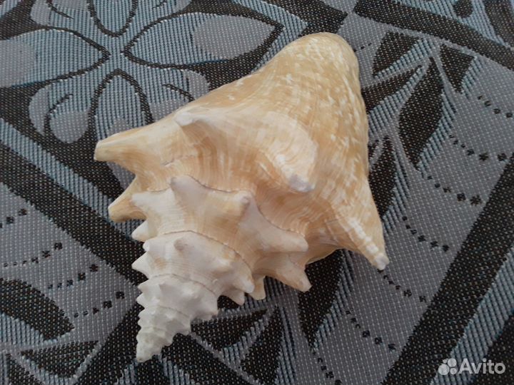 Ракушка морская большая 17 см натуральная