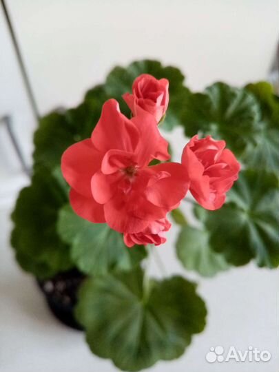 Пеларгония герань