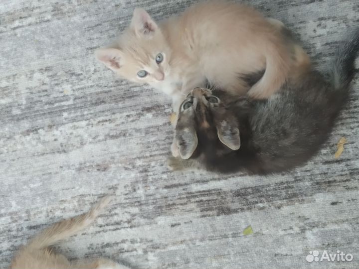 Котята в добрые руки бесплатно