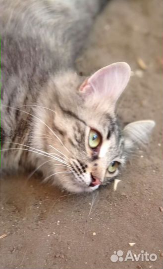 Кошечка красавица