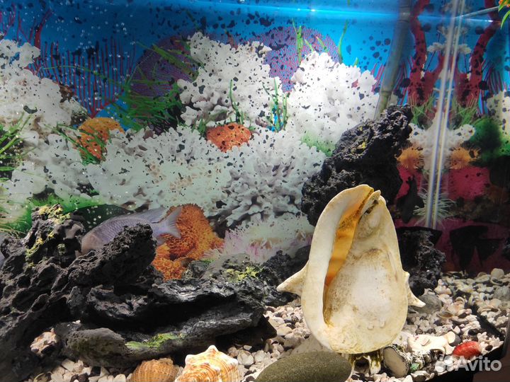 Аквариум с комплектацией и рыбками 250 л