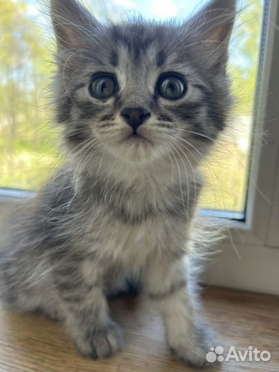 Супер пушистики