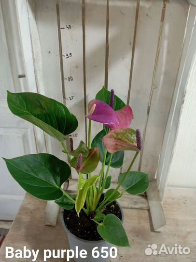 Комнатные цветы растение Антуриум Бэби пурпл