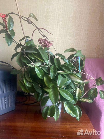 Хойя триколор