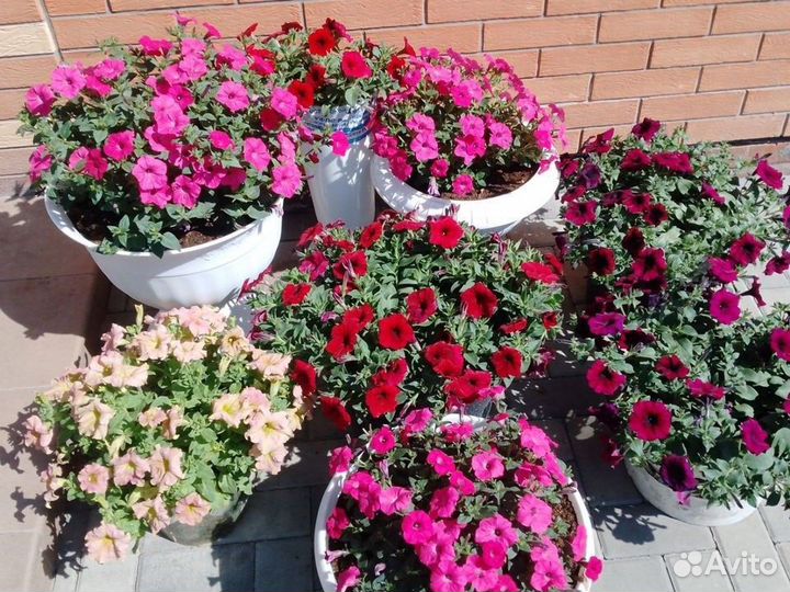 Петуния ампельная, черенки, рассада