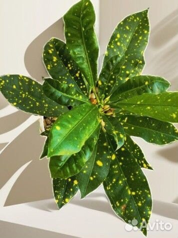 Кротон (брызги шампанского )