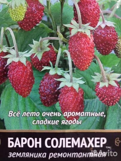 Рассада земляники/ клубники