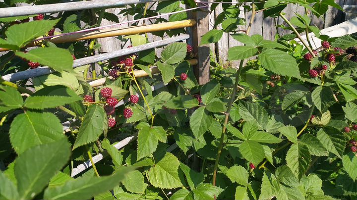 Дача 40 м² на участке 15 сот.