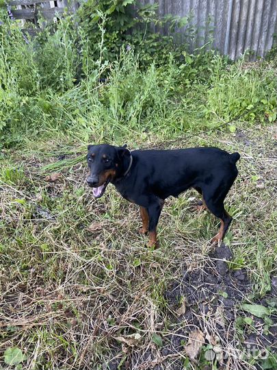 Собака в добрые руки доберман