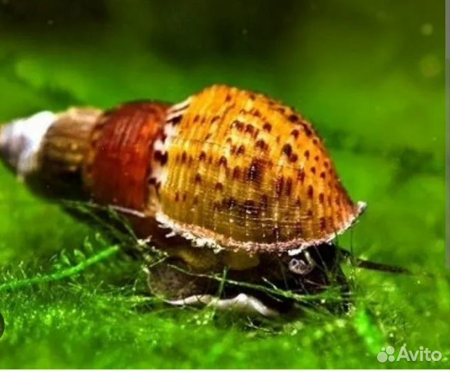 Продам северумов