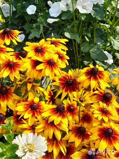 Плотник с проживанием